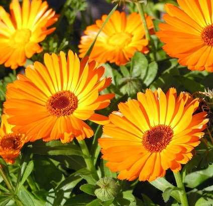 Cum să planteze în grădină tot drumul spre sine toate au crescut molvinets ϟ interpreți (diferite părți ale grădinii) Cum să planteze în grădină tot drumul spre sine toate au crescut molvinets ϟ interpreți