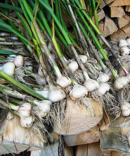 Cum să planteze în grădină tot drumul spre sine toate au crescut molvinets ϟ interpreți (plante) Cum să planteze în grădină tot drumul spre sine toate au crescut molvinets ϟ interpreți