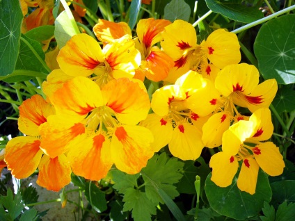 Cum să planteze în grădină tot drumul spre sine toate au crescut molvinets ϟ interpreți (plante) Cum să planteze în grădină tot drumul spre sine toate au crescut molvinets ϟ interpreți