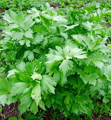 Cum să planteze în grădină tot drumul spre sine toate au crescut molvinets ϟ interpreți (gradina) Cum să planteze în grădină tot drumul spre sine toate au crescut molvinets ϟ interpreți