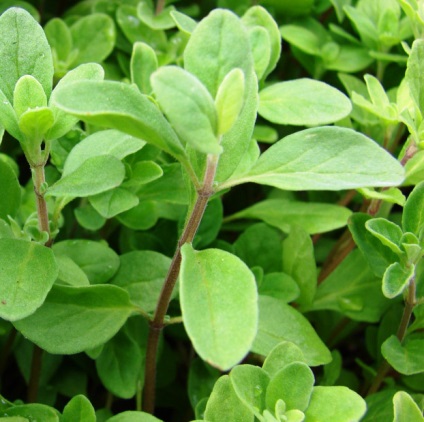 Cum să planteze în grădină tot drumul spre sine toate au crescut molvinets ϟ interpreți (plante) Cum să planteze în grădină tot drumul spre sine toate au crescut molvinets ϟ interpreți