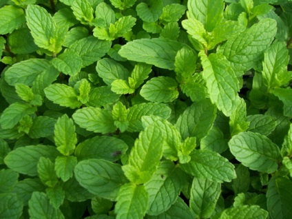 Cum să planteze în grădină tot drumul spre sine toate creșteau molvinets ϟ interpreți (descurajeaza varză molia) Cum să planteze în grădină tot drumul spre sine toate au crescut molvinets ϟ interpreți