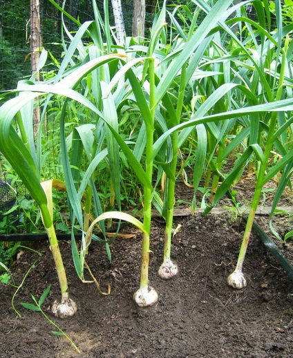 Cum să planteze în grădină tot drumul spre sine toate au crescut molvinets ϟ interpreți (plante) Cum să planteze în grădină tot drumul spre sine toate au crescut molvinets ϟ interpreți
