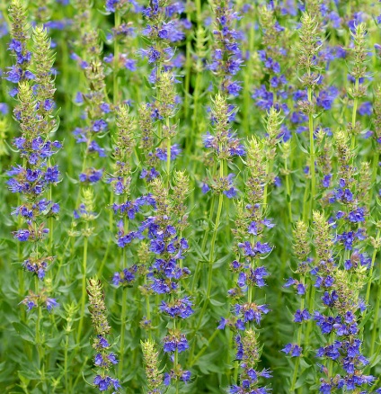 Cum să planteze în grădină tot drumul spre sine toate au crescut molvinets ϟ interpreți (diferite părți ale grădinii) Cum să planteze în grădină tot drumul spre sine toate au crescut molvinets ϟ interpreți