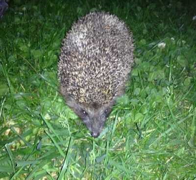 Cum să tren dvs. de Hedgehog Animale de companie (animale) Cum să tren Ariciul dvs., animale de companie
