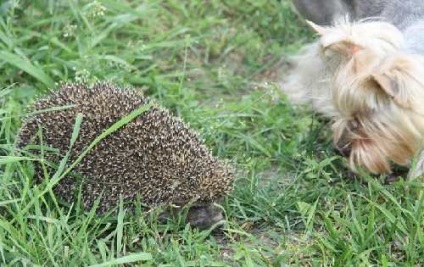Cum să tren dvs. de Hedgehog Animale de companie (animale) Cum să tren Ariciul dvs., animale de companie