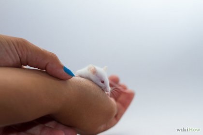 șoarece Ca tame (howto) Cum să tren mouse-ul