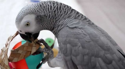 Cum de a îmblânzi griuri la mâini, decât să alimenteze Grays, de întreținere și îngrijire (alimentare) Cum de a îmblânzi griuri în mâinile decât hrana Grays, îngrijire și întreținere