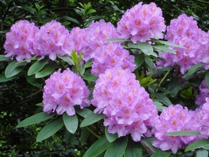 Cum să planteze și să aibă grijă de smirdar (Rhododendron) Cum să planteze și să aibă grijă de Rhododendron
