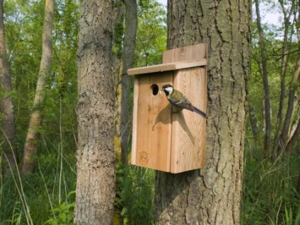 Cum sa faci o Birdhouse cu mâinile lor (lor) Cum sa faci o Birdhouse propriile sale mâini