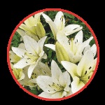 Cum de a păstra un buchet de trandafiri taiate cat mai mult posibil (salvați) Cum de a păstra un buchet de trandafiri taiate cat mai mult posibil