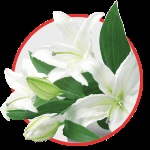 Cum de a păstra un buchet de trandafiri taiate cat mai mult posibil (crini) Cum de a păstra un buchet de trandafiri taiate cat mai mult posibil