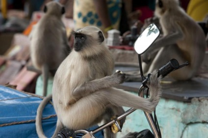Ca un gardian împotriva maimuțe de vandalism din India și Thailanda (maimuțe) Cum să vă protejați împotriva agresiunilor maimuțe din India și Thailanda