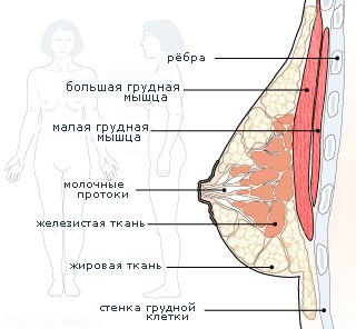 Cum de a crește de sân, mărirea sânilor (creștere) Cum de a crește sân, mărirea sânilor