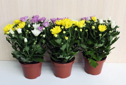 Cum să aibă grijă de crizantema acasă în oală de plantare, udare, fertilizare (acasă) Cum să aibă grijă de crizantema acasă în oală de plantare, udare, fertilizare