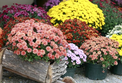 Cum să aibă grijă de crizantema acasă în oală de plantare, udare, fertilizare (crizantema) Cum să aibă grijă de crizantema acasă în oală de plantare, udare, fertilizare