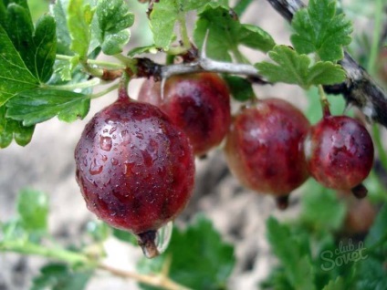 Cum să aibă grijă de agrișe (de îngrijire) Cum să aibă grijă de agrișe