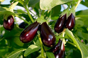 Cum să aibă grijă de agrișe (de îngrijire) Cum să aibă grijă de agrișe