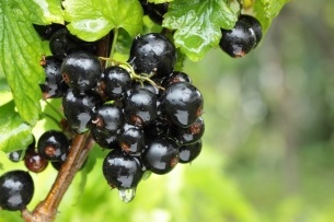 Cum să aibă grijă de coacăze (agrișe) Cum să aibă grijă de agrișe