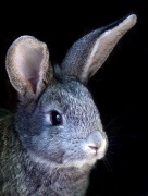 Cum tăbăcite ascunde Fox (piei tăbăcite vulpi) Cum bronzata pieile vulpi