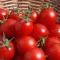 Cum să crească salată, cicoare (cresc) Cum să crească salată, cicoare