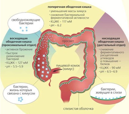 Cum de a restabili microflorei intestinale după otrăviri (intestinului) Cum de a restabili microflorei intestinale după otrăviri