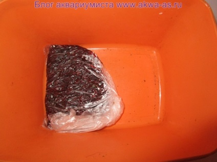Cum să înghețe bloodworm, acvarist blog-ul (blog) Cum să înghețe bloodworm, blog-ul acvarist