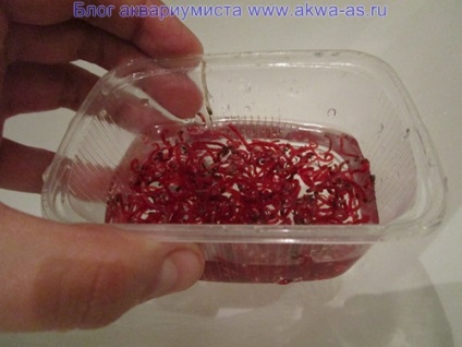 Cum să înghețe bloodworm, blog-acvarist (congelare) Cum să înghețe bloodworm, blog-ul acvarist