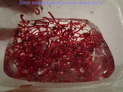 Cum să înghețe bloodworm, acvarist blog-ul (blog) Cum să înghețe bloodworm, blog-ul acvarist