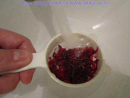 Cum să înghețe bloodworm, blog-ul acvarist (cum ar fi lipitori congelate) Cum să înghețe bloodworm, blog-ul acvarist