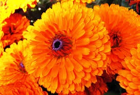 Calendula și beneficiile sale pentru păr (păr) Calendula și beneficiile sale pentru păr