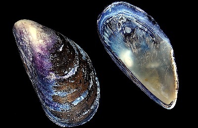 perla de piatră ce este, proprietăți de negru, roz si semn zodiacal naturala, cineva (piatra) perla de piatră ce este, proprietăți de negru, roz si semn zodiacal naturale, cineva
