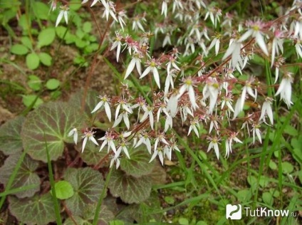 plantare saxifrage și de îngrijire, floricultură (saxifrage) plantare saxifrage și de îngrijire, cultivarea de flori