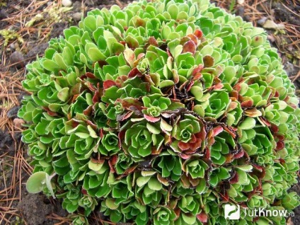 plantare saxifrage și de îngrijire, cultivarea de flori (cultivare) plantare saxifrage și de îngrijire, cultivarea de flori