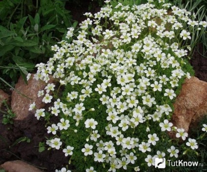 plantare saxifrage și de îngrijire, cultivarea de flori (plantare saxifrage) plantare saxifrage și de îngrijire, cultivarea de flori