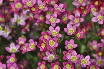 plantarea saxifrage, îngrijirea în câmp deschis (îngrijire) plantare saxifrage, de îngrijire în câmp deschis