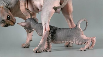 Sphynx - doar faptele (din Canada) Sphynx - doar faptele