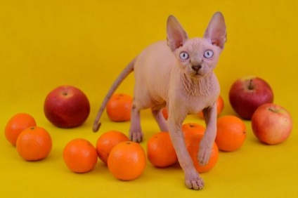 Sphynx - doar faptele (Sphinx) Sphynx - doar faptele