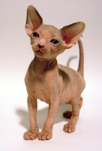 Sphynx - doar faptele (pisica de rasa) Sphynx - doar faptele