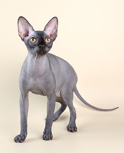 Sphynx - doar faptele (Sphinx) Sphynx - doar faptele