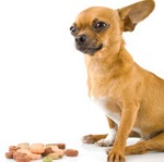 rasele pitice de câini decât să se hrănească (hrană pentru câini mici) rase pitice de câini decât pentru hrana animalelor