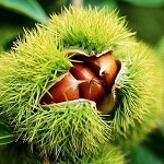 plantare castan și îngrijire (îngrijire) plantare de castan și de îngrijire