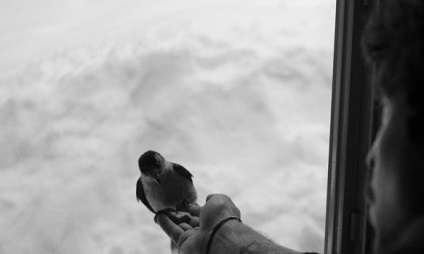 De ce visul de păsări a zburat pe fereastră, sonmir (ce o pasăre de vis) De ce visul de păsări a zburat pe fereastră, sonmir