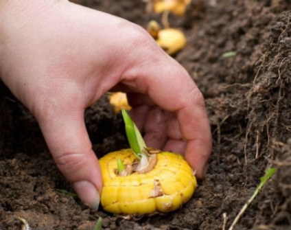Ce vis flori de plante (de plantare) Ce un vis de flori de plante