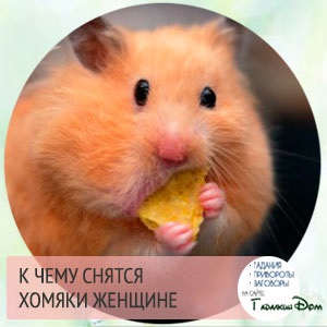 De ce hamsteri gravidă vis (ce) De ce vis de hamsteri gravide