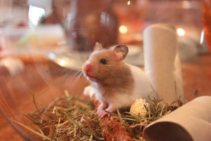 De ce gravidă vis hamsteri (vis) De ce vis de hamsteri gravide