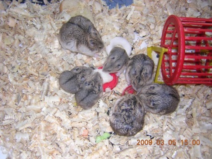 De ce hamsteri gravidă vis (ce) De ce vis de hamsteri gravide