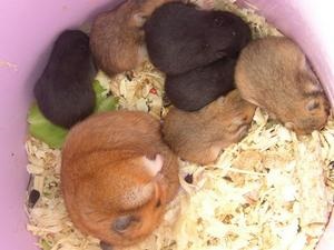 De ce vis de hamsteri gravide (ceea ce visează pisoi) De ce vis de hamsteri gravide