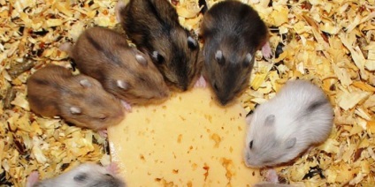De ce hamsteri gravidă vis (ce) De ce vis de hamsteri gravide