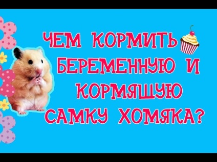 De ce vis de hamsteri gravide (ceea ce visează pisoi) De ce vis de hamsteri gravide
